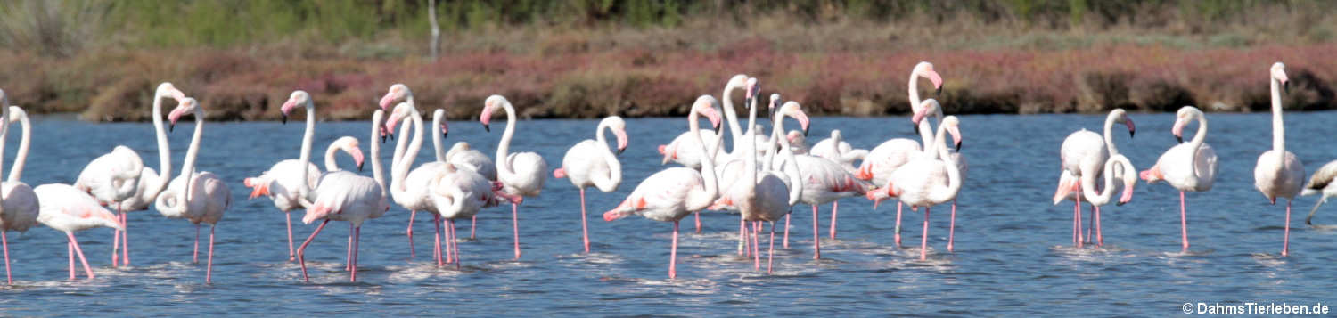 Rosaflamingos (Phoenicopterus roseus)