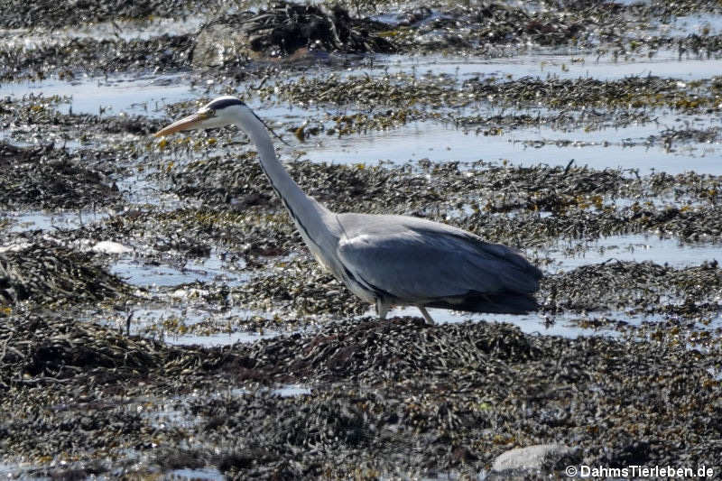 Ardea cinerea cinerea