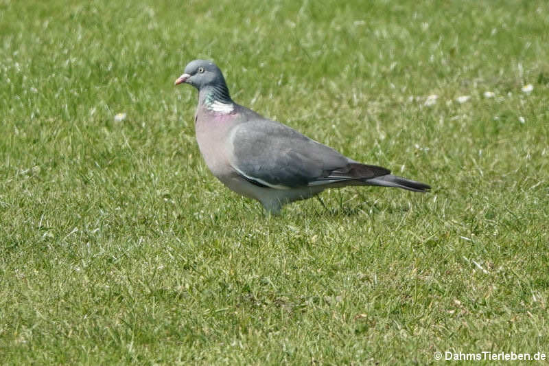 Ringeltaube (Columba palumbus palumbus)