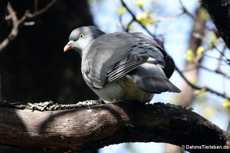 Columba palumbus palumbus