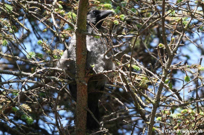 Nebelkrähe (Corvus cornix cornix)