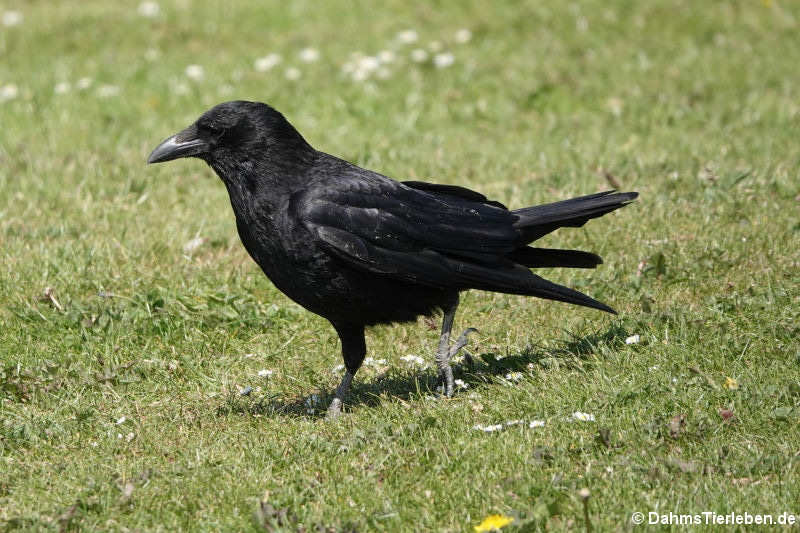 Corvus corone corone