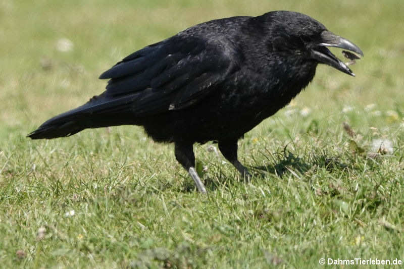 Rabenkrähe (Corvus corone corone)