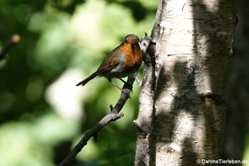 Erithacus rubecula melophilus