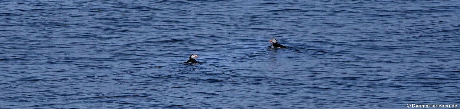 Papageitaucher (Fratercula arctica)