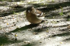 weiblicher Buchfink (Fringilla coelebs gengleri) im Saltburn Woodland Walk Invergordon, Schottland