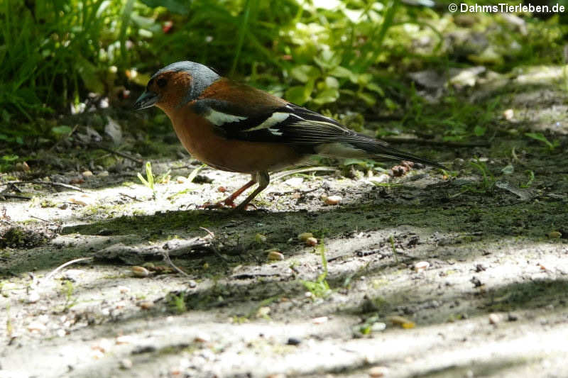 Fringilla coelebs gengleri