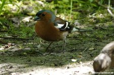 männlicher Buchfink (Fringilla coelebs gengleri)  im Saltburn Woodland Walk Invergordon, Schottland