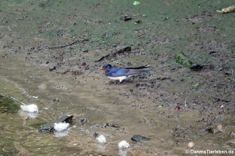 Rauchschwalbe (Hirundo rustica rustica)