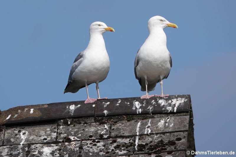 Silbermöwen (Larus argentatus argentatus)