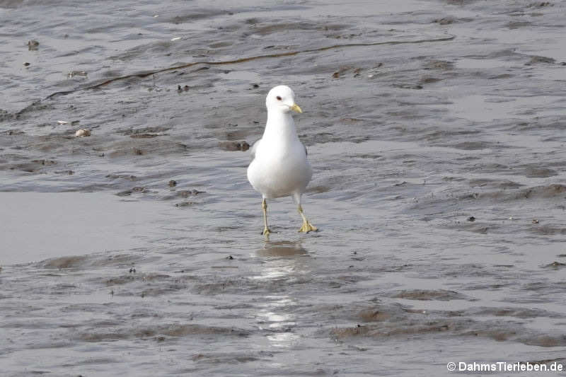 Larus canus canus