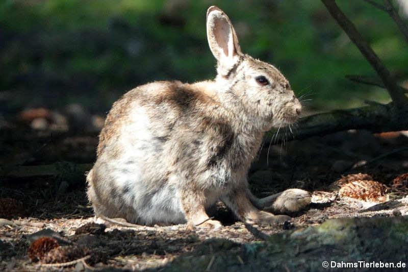 Oryctolagus cuniculus