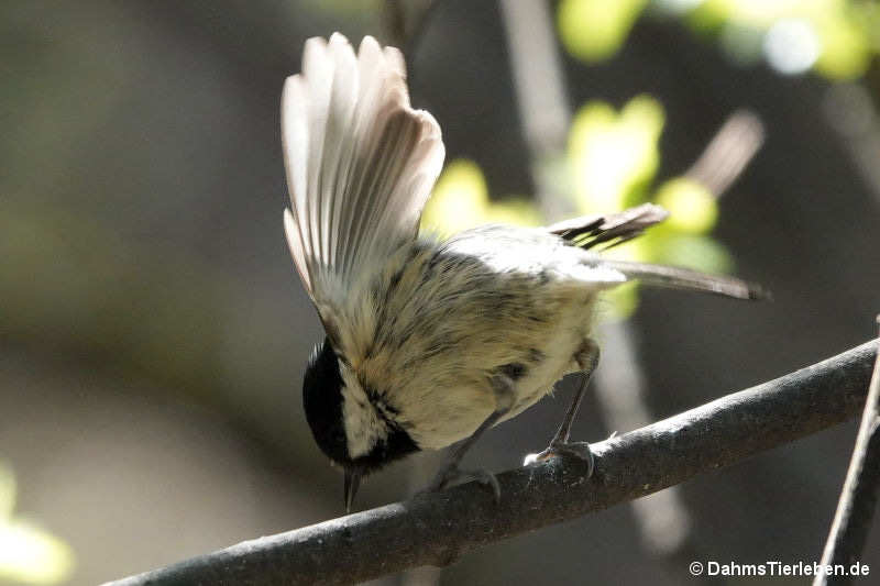 Parus major newtoni