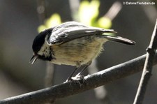 Kohlmeise (Parus major newtoni)  im Saltburn Woodland Walk Invergordon, Schottland