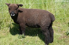 Colored Ryeland-Schaf (Ovis orientalis f. aries) in Invergordon, Schottland