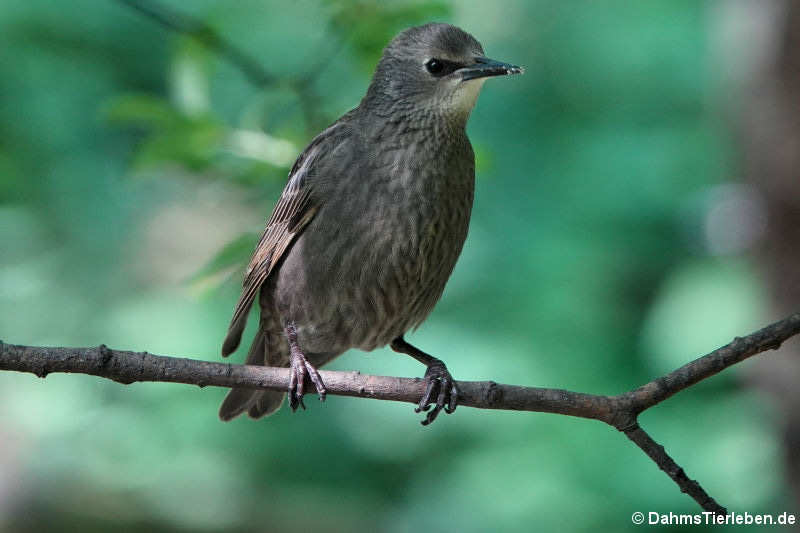 Sturnus vulgaris vulgaris