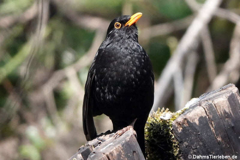 männliche Amsel (Turdus merula merula)