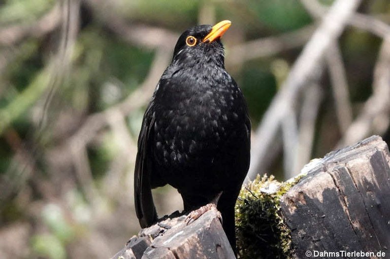 Turdus merula merula