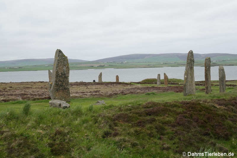 Ring of Brodgar