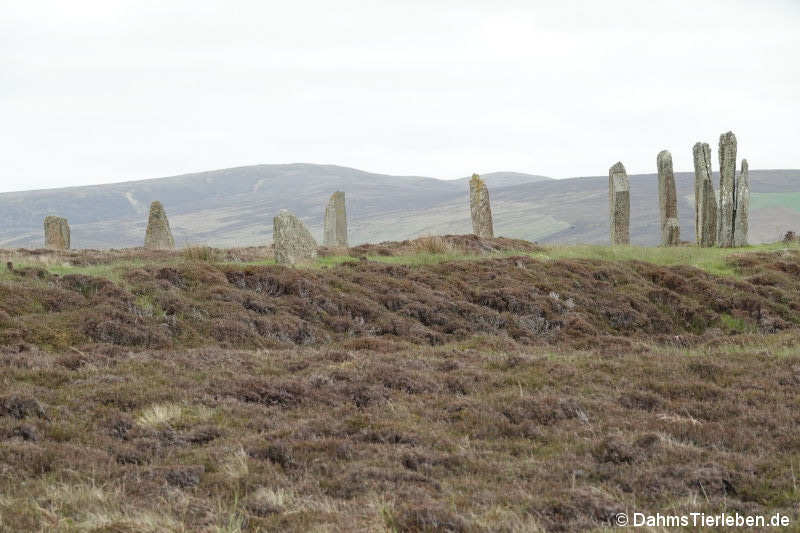 Ring of Brodgar