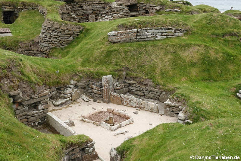 Haus-9 aus Skara Brae