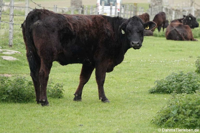 Aberdeen Angus