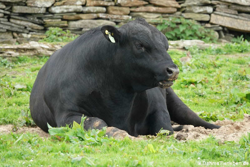 Aberdeen Angus