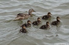 Weibliche Stockente mit Küken (Anas platyrhynchos platyrhynchos) in Kirkwall, Orkney Islands, Schottland