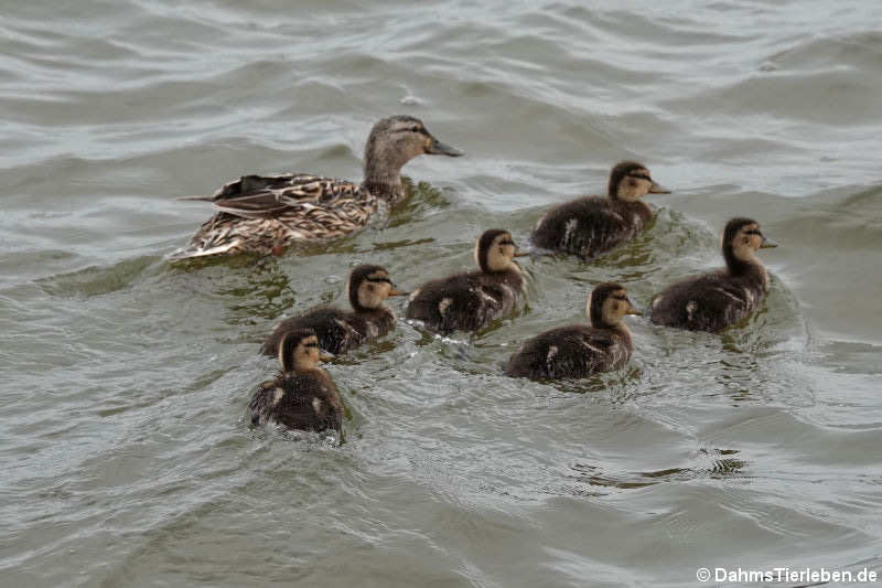 Weibliche Stockente mit Küken (Anas platyrhynchos platyrhynchos)