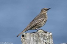 Strandpieper (Anthus petrosus) in Kirkwall, Orkney, Schottland