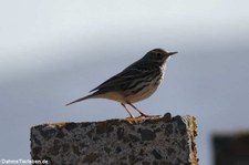 Wiesenpiper (Anthus pratensis) in Birsay Moors, Orkney Islands, Schottland