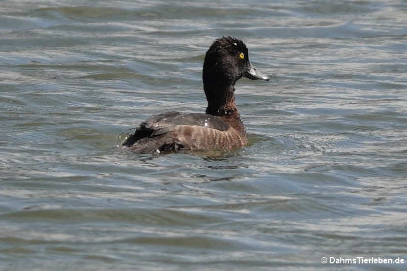 Weibliche Reiherente (Aythya fuligula)