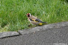 Distelfink (Carduelis carduelis britannica) am Loch Lomond, Schottland