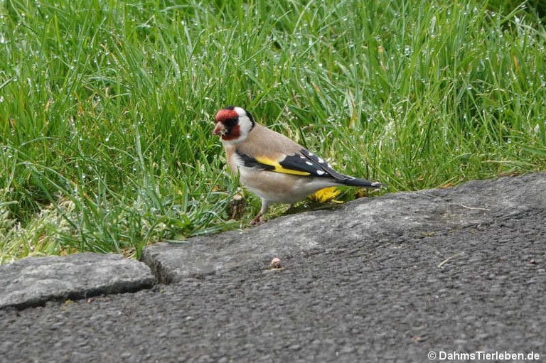 Carduelis carduelis britannica