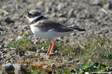 Sandregenpfeifer (Charadrius hiaticula) in Birsay Moors, Orkney Islands