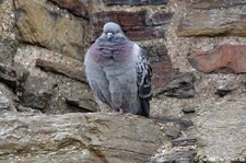 Felsentaube (Columba livia livia) in Kirkwall, Orkney Islands, Schottland