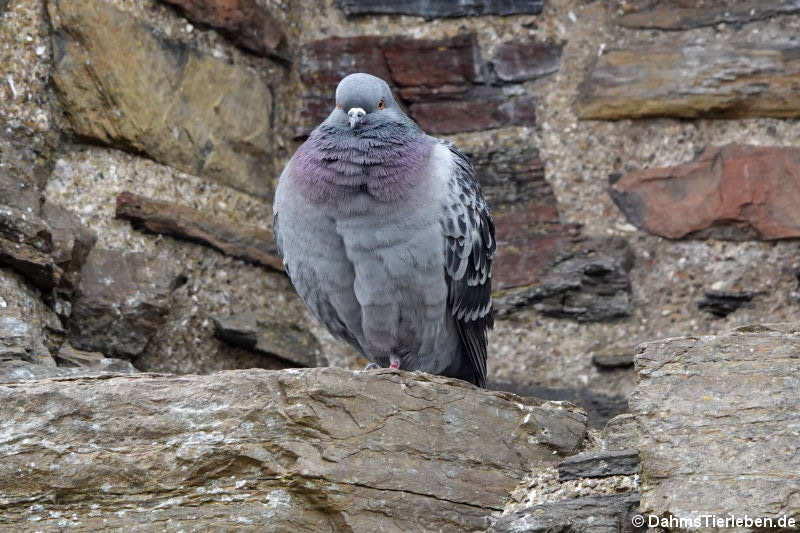 Felsentaube (Columba livia livia)