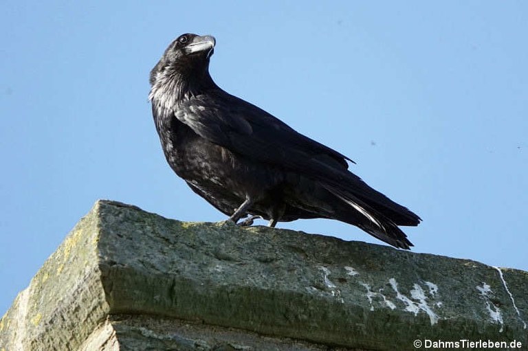 Kolkrabe (Corvus corax)