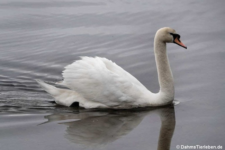 Cygnus olor