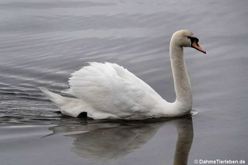 Höckerschwan (Cygnus olor)