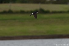 Mehlschwalbe (Delichon urbicum urbicum) in Kirkwall, Orkney Islands, Schottland