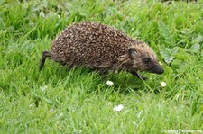 Braunbrustigel (Erinaceus europaeus) bei Skara Brae, Orkney Islands, Schottland