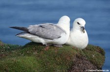 Eissturmvögel (Fulmarus glacialis) am Vogelfelsen Marwick Head, Orkney, Schottland