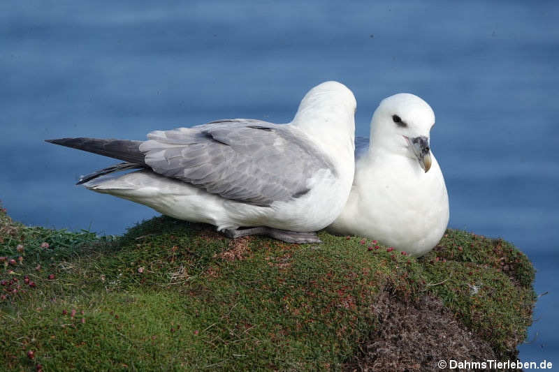 Eissturmvögel (Fulmarus glacialis)