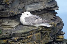 Eissturmvogel (Fulmarus glacialis) am Vogelfelsen Marwick Head, Orkney Islands, Schottland