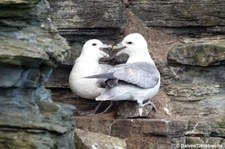 Eissturmvögel (Fulmarus glacialis) am Vogelfelsen Marwick Head, Orkney Islands, Schottland