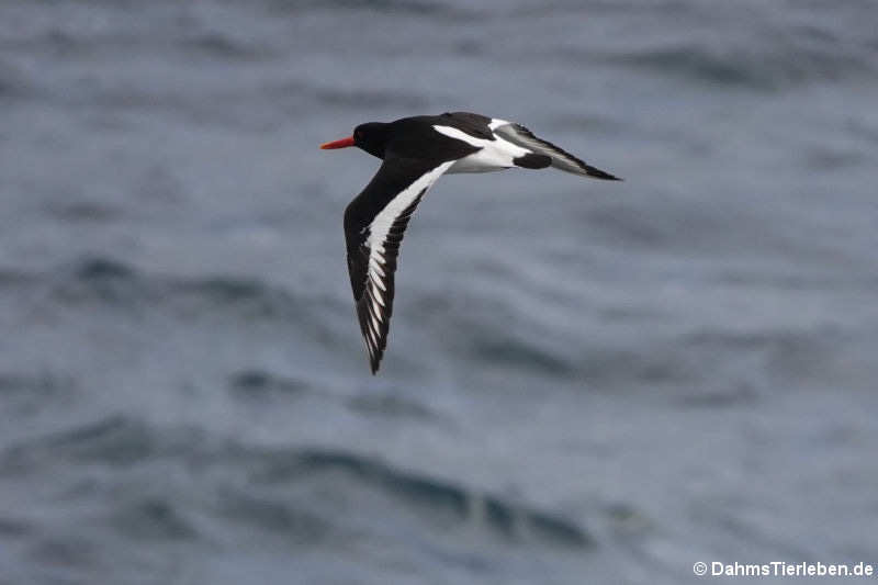 Austernfischer im Flug (Haematopus ostralegus ostralegus) 