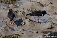 Austernfischer (Haematopus ostralegus ostralegus) in Kirkwall, Orkney Islands, Schottland