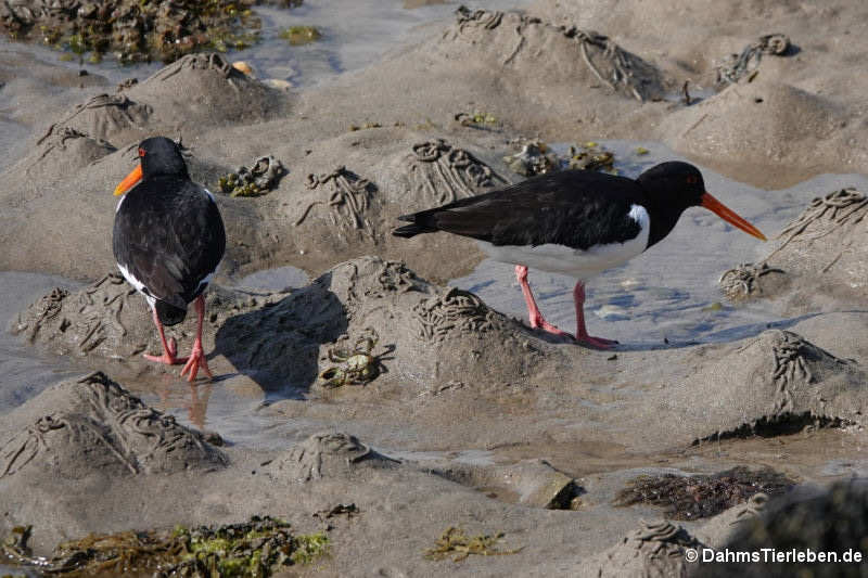 Austernfischer an Land (Haematopus ostralegus ostralegus) 