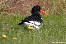 Austernfischer (Haematopus ostralegus ostralegus) aus Mainland, Orkney Islands